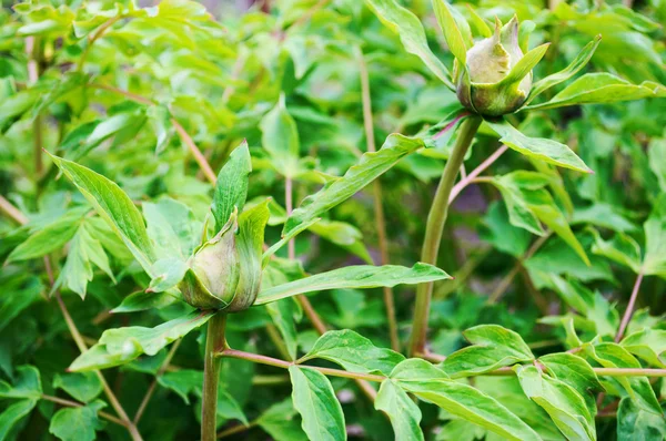 Unopened peony buds — Stock Photo, Image