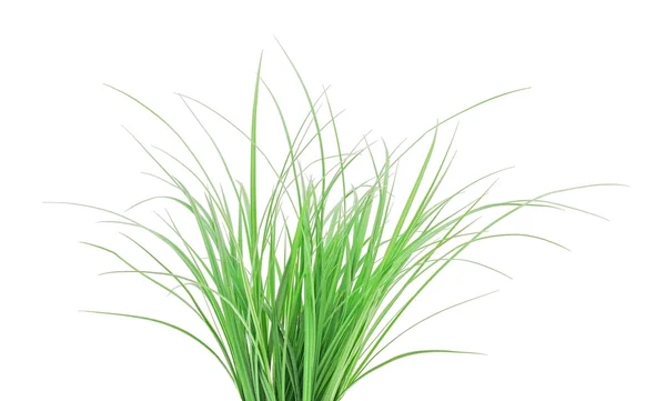 Groen gras geïsoleerd op wit — Stockfoto