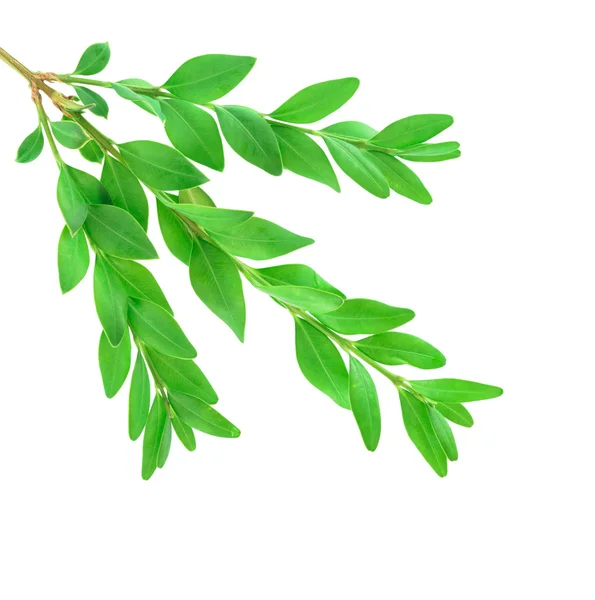 Boxwood branch — Stock Photo, Image