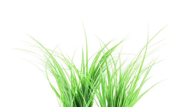 Groen gras geïsoleerd op wit — Stockfoto