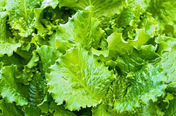 Green leaves salad — Stock Photo, Image