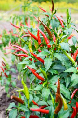 Bir yatakta kırmızı biber biber