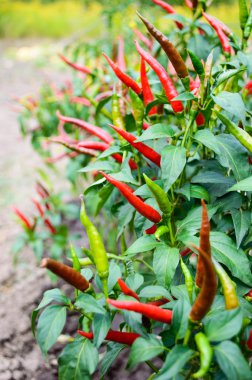 Bir yatakta kırmızı biber biber