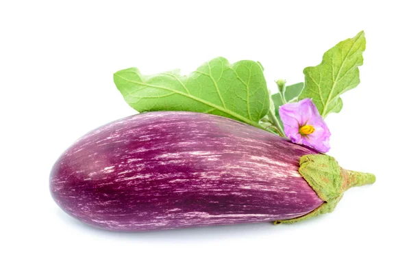 One eggplant isolated on the white background — Stock Photo, Image