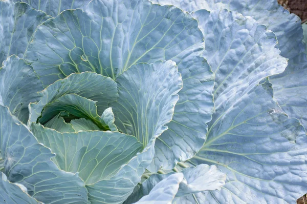 Cabbage on a bed — Stock Photo, Image