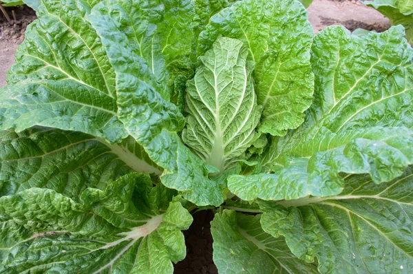 Chinese cabbage on a bed — Stock Photo, Image