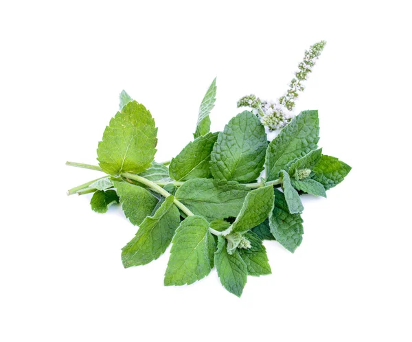 Fresh mint leaves with flowers — Stock Photo, Image