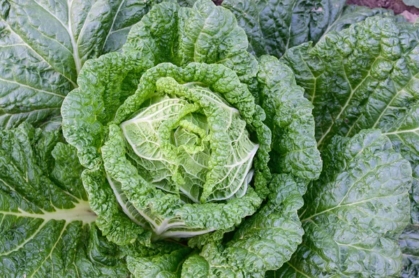 Chinese cabbage closeup on a bed — Stock Photo, Image