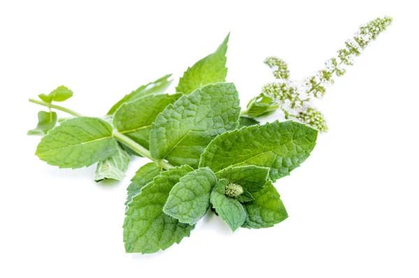 Fresh mint leaves with flowers — Stock Photo, Image