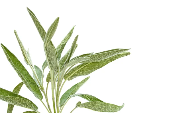 Adaçayı dalı üzerine beyaz izole