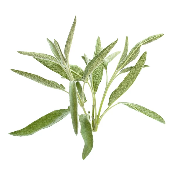 Rama de salvia aislada en blanco — Foto de Stock