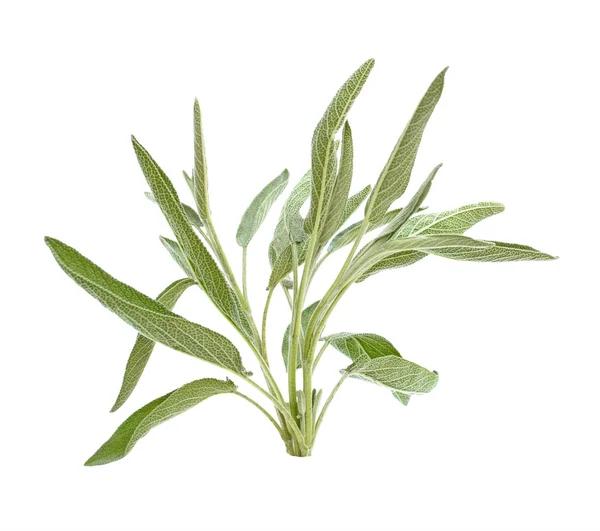 Rama de salvia aislada en blanco — Foto de Stock