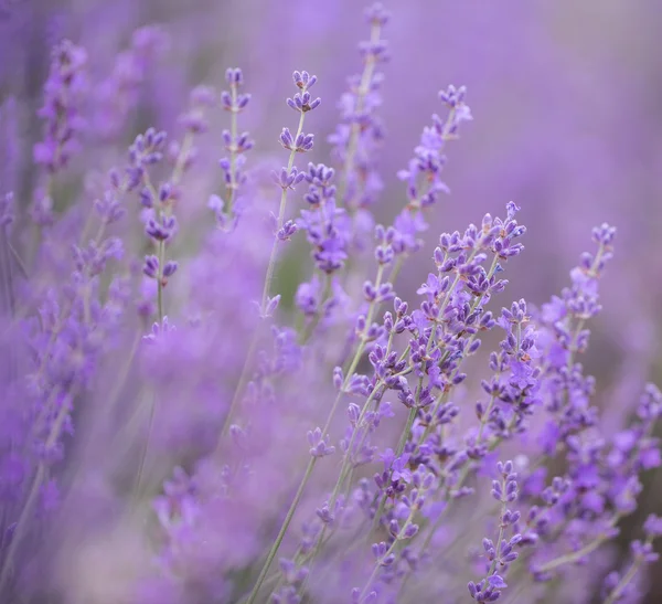 Floraison fleurs de lavande — Photo