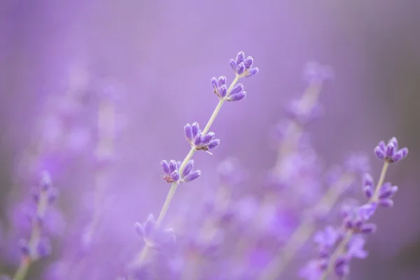 Blossom lavendel blommor — Stockfoto