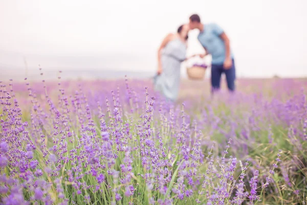 Casal no campo de lavanda — Fotografia de Stock