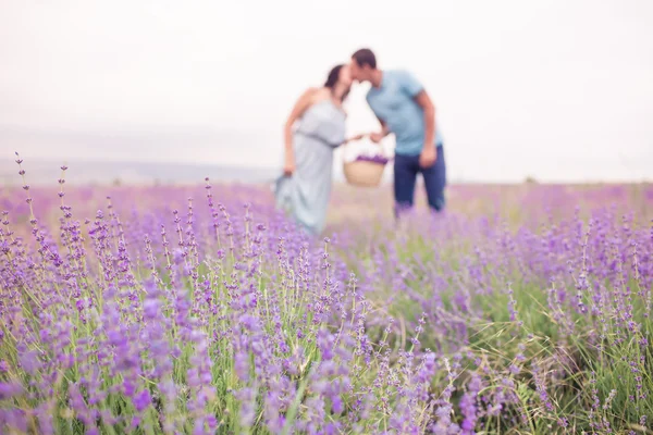 Casal no campo de lavanda — Fotografia de Stock