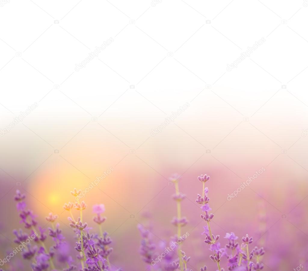 Blossom lavender flowers