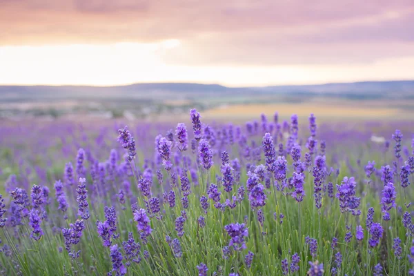 紫のラベンダー畑の上の夕日 — ストック写真