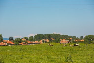 Bulgar köyü çayır üzerinde otlatma inekler