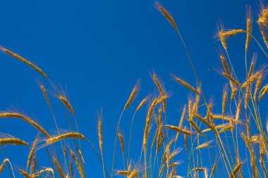 altın buğday alanı