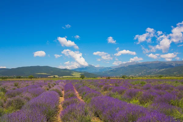 Prado de lavanda — Fotografia de Stock