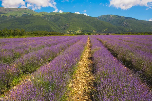 Prado de lavanda — Fotografia de Stock