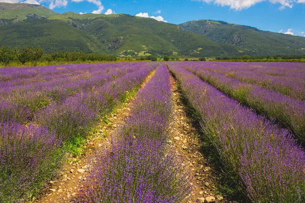 Prado de lavanda — Fotografia de Stock