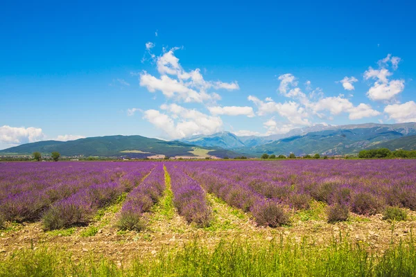 Prado de lavanda — Fotografia de Stock