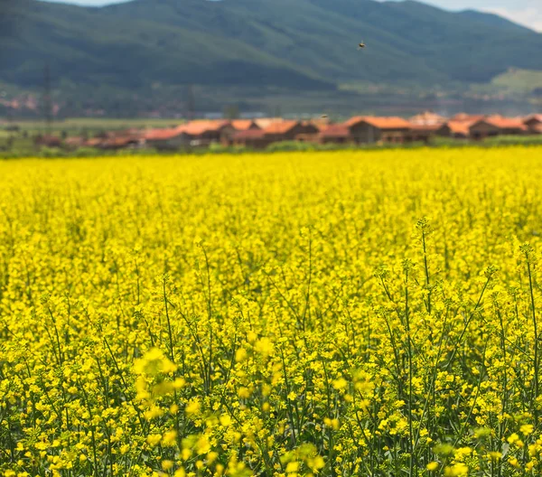 Rapsfeld in Bulgarien — Stockfoto