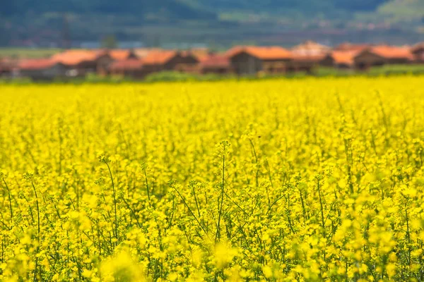 Campo de estupro na Bulgária — Fotografia de Stock