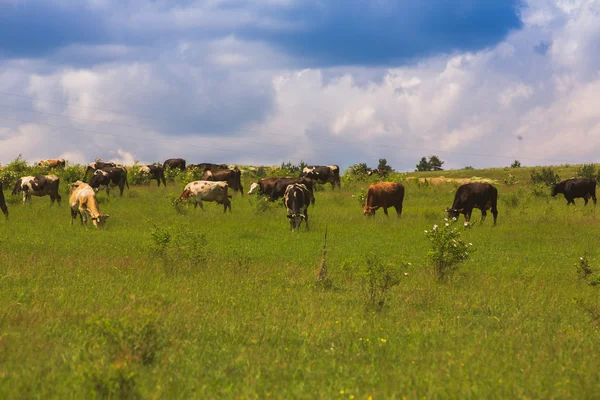 Op een weelderige groene weide grazende koeien — Stockfoto