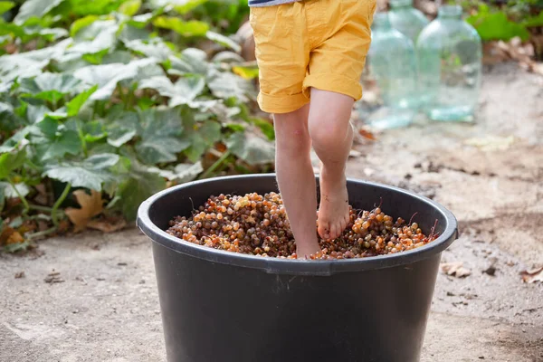 小男孩用他的脚捏碎葡萄 穿着鲜艳黄色短裤的孩子帮助他的家人酿酒 可持续葡萄酒生产 — 图库照片