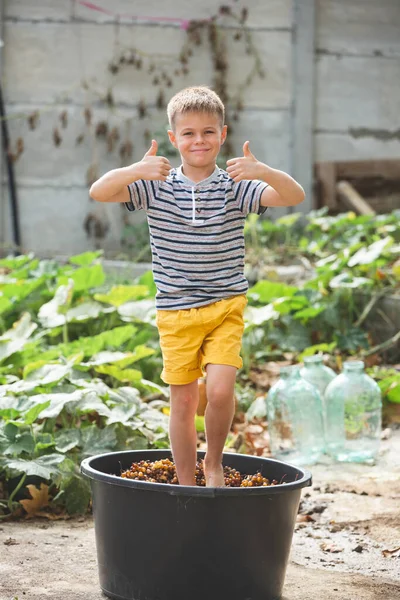 Liten Pojke Krossar Druvor Med Fötterna Barn Klargula Shorts Hjälper — Stockfoto