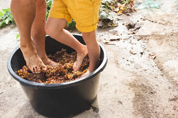 小さな男の子は足でブドウを粉砕します 明るい黄色のショートパンツの子供はワイン生産で彼の家族を助ける 持続可能なワインの生産 足に集中して ロイヤリティフリーのストック写真