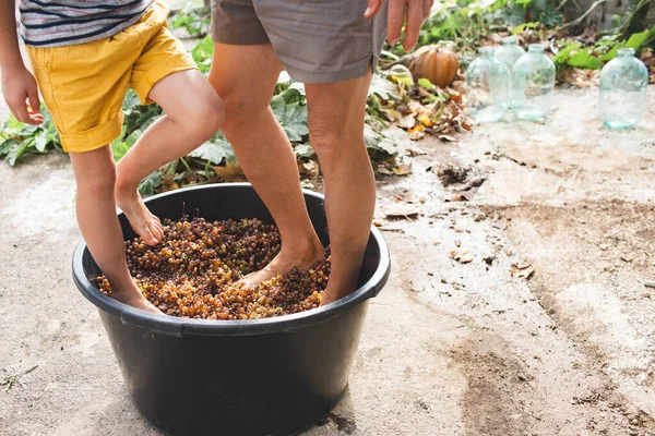 小さな男の子は足でブドウを粉砕します 明るい黄色のショートパンツの子供はワイン生産で彼の家族を助ける 持続可能なワインの生産 足に集中して ストック写真