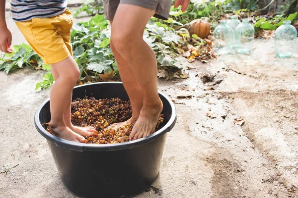 Kleine Jongen Verplettert Druiven Met Zijn Voeten Kind Felgele Shorts Rechtenvrije Stockafbeeldingen