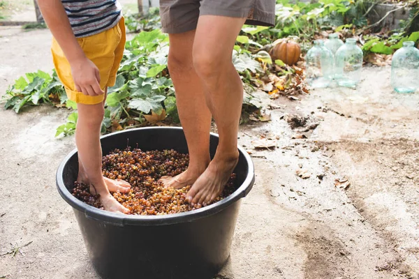 Petit Garçon Écraser Les Raisins Avec Ses Pieds Enfant Short Images De Stock Libres De Droits