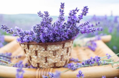 Lavanta çiçeklerini bir sepette kes. Büyük bir tarlanın arka planında buket