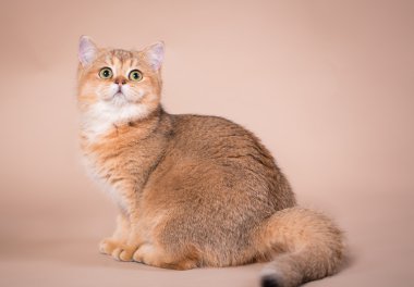 İngiliz kısa hava kedisi