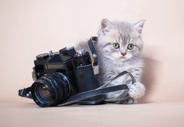 Britanya ile ilgili stenografi kedi ile fotoğraf makinesi
