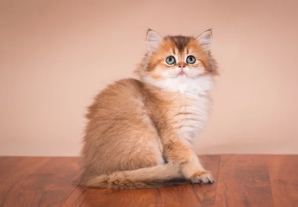 Británico taquigrafía gato — Foto de Stock