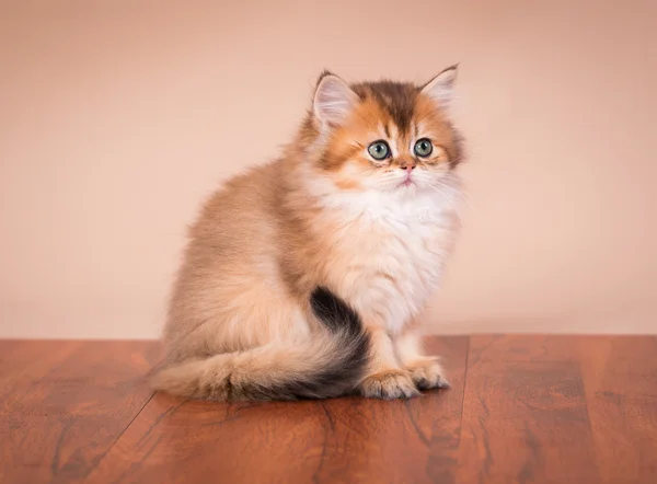 Britânico gato shorthair — Fotografia de Stock