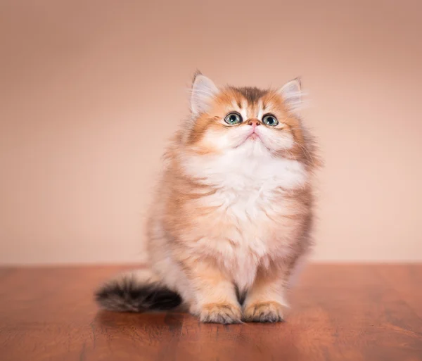 Británico taquigrafía gato — Foto de Stock