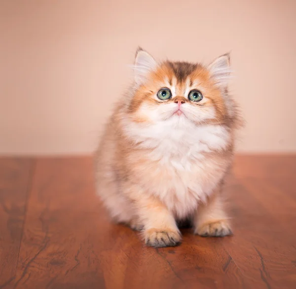 Britânico gato shorthair — Fotografia de Stock