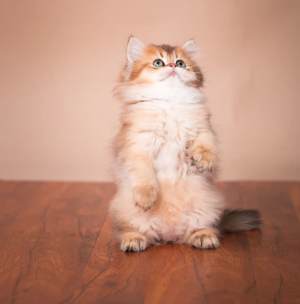 Británico taquigrafía gato — Foto de Stock