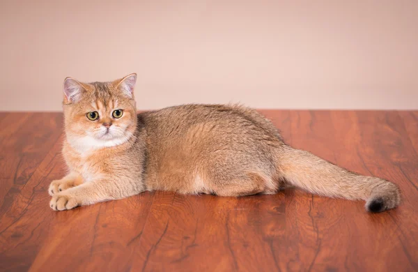 Británico taquigrafía gato — Foto de Stock