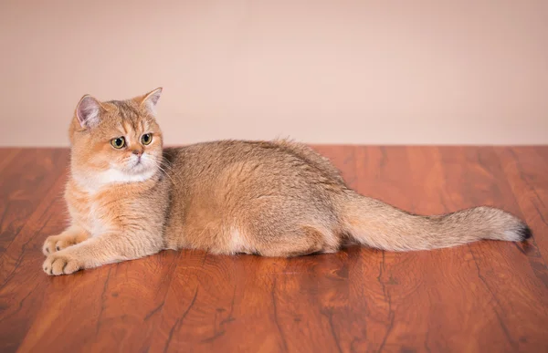 Británico taquigrafía gato — Foto de Stock