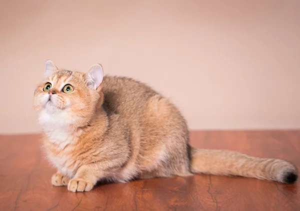Brytyjski krótkowzroczny kot — Zdjęcie stockowe