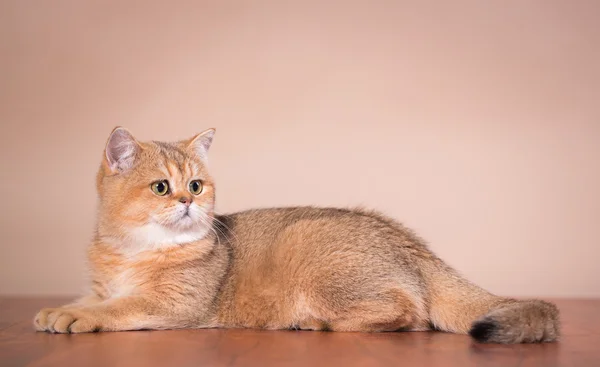 Gatto stenodrammatico britannico — Foto Stock