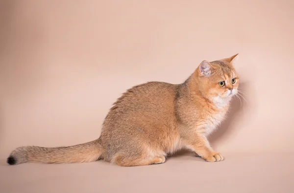 Gatto stenodrammatico britannico — Foto Stock